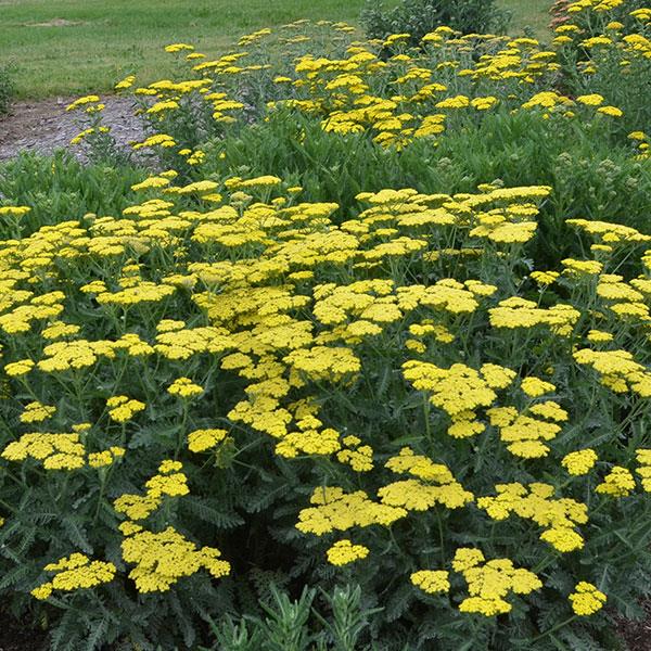 Achillea millefolium Sassy Summer Lemon - Garden