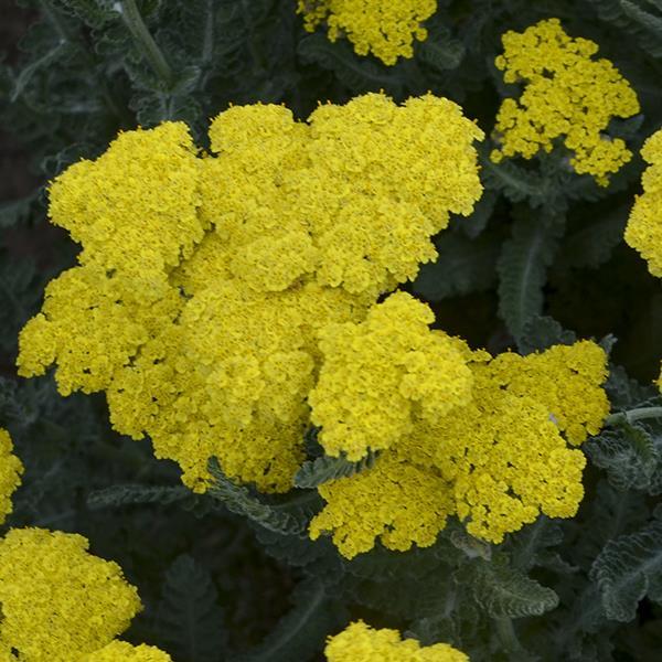 Achillea millefolium Sassy Summer Silver - Bloom
