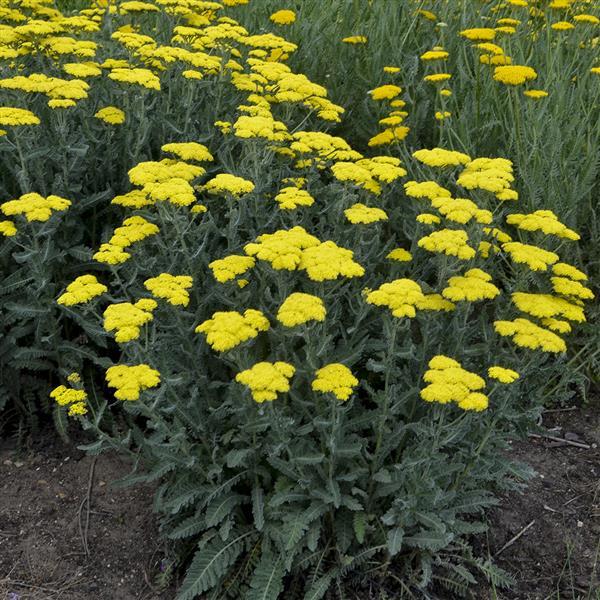 Achillea millefolium Sassy Summer Silver - Landscape