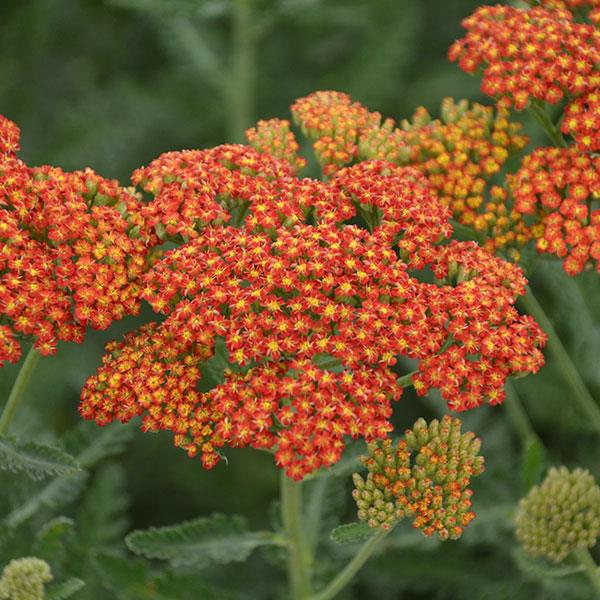 Achillea millefolium Sassy Summer Sunset - Bloom