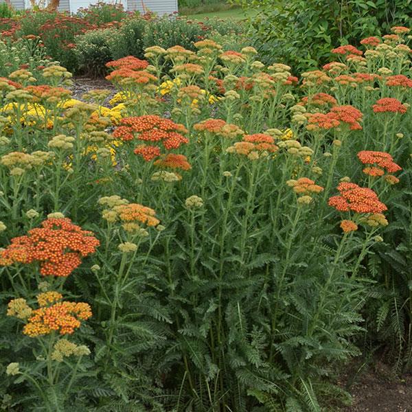 Achillea millefolium Sassy Summer Sunset - Garden