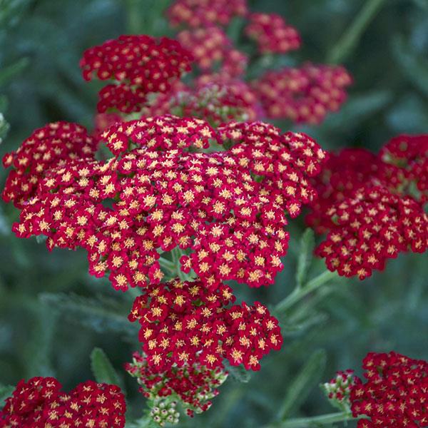 Achillea millefolium Sassy Summer Sangria - Bloom