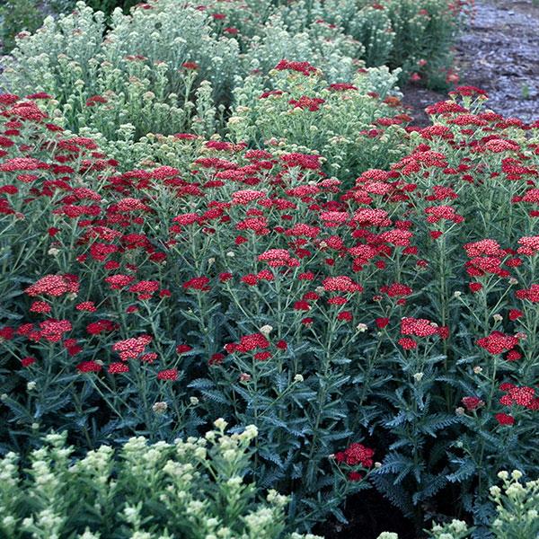 Achillea millefolium Sassy Summer Sangria - Garden
