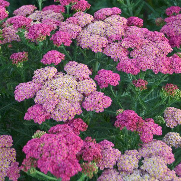 Achillea millefolium Sassy Summer Taffy - Bloom