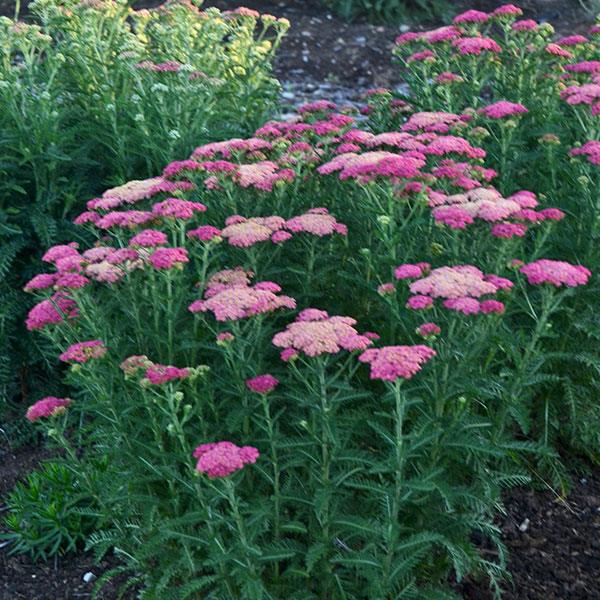 Achillea millefolium Sassy Summer Taffy - Garden