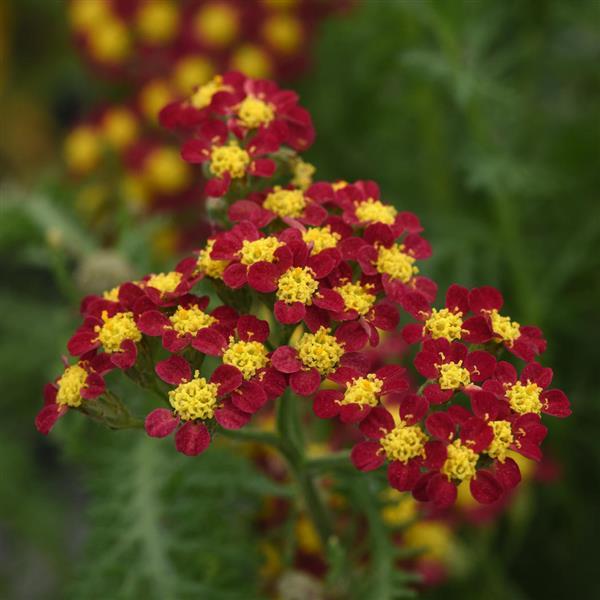 Achillea millefolium Milly Rock Red - Bloom