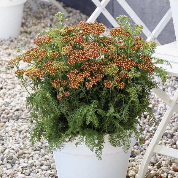 Achillea millefolium Milly Rock Red - Container