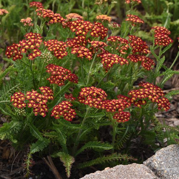 Achillea millefolium Milly Rock Red - Landscape