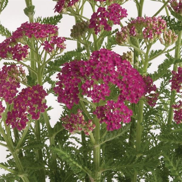 Achillea millefolium Milly Rock™ Rose - Bloom