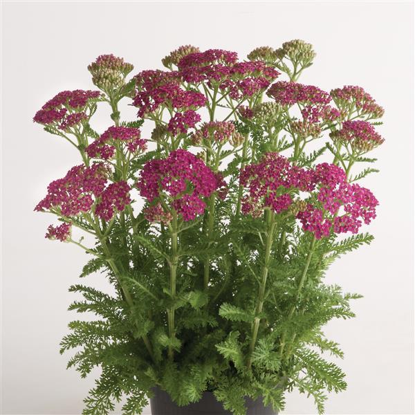 Achillea millefolium Milly Rock Rose - Container