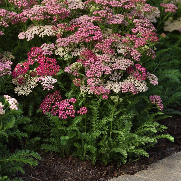 Achillea millefolium Milly Rock Rose - Landscape