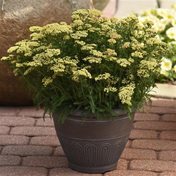 Achillea millefolium Milly Rock Yellow - Container