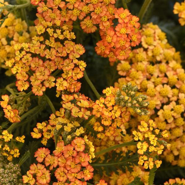 Achillea millefolium Milly Rock™ Yellow Terracotta - Bloom