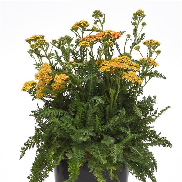 Achillea millefolium Milly Rock Yellow Terracotta - Container