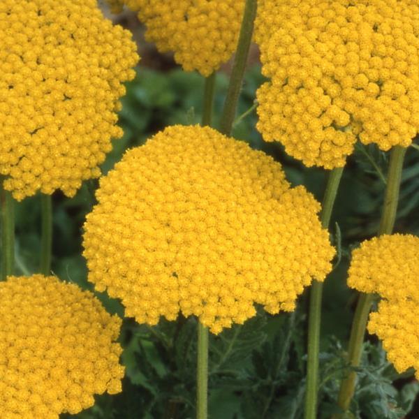 Achillea Parker's Gold - Bloom