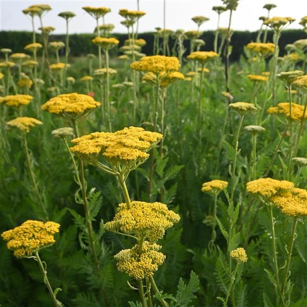 Achillea Other Parker's Gold - Landscape