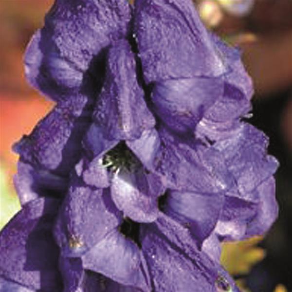 Aconitum carmichaelii Arendsii - Bloom