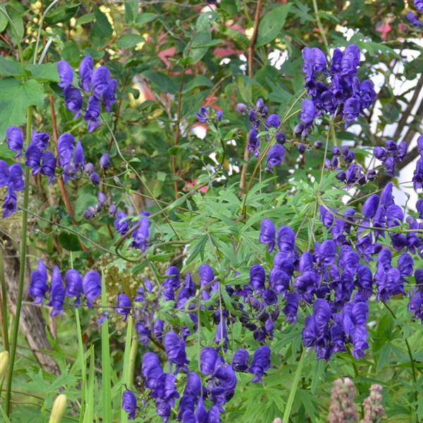 Aconitum napellus Other Other - Bloom