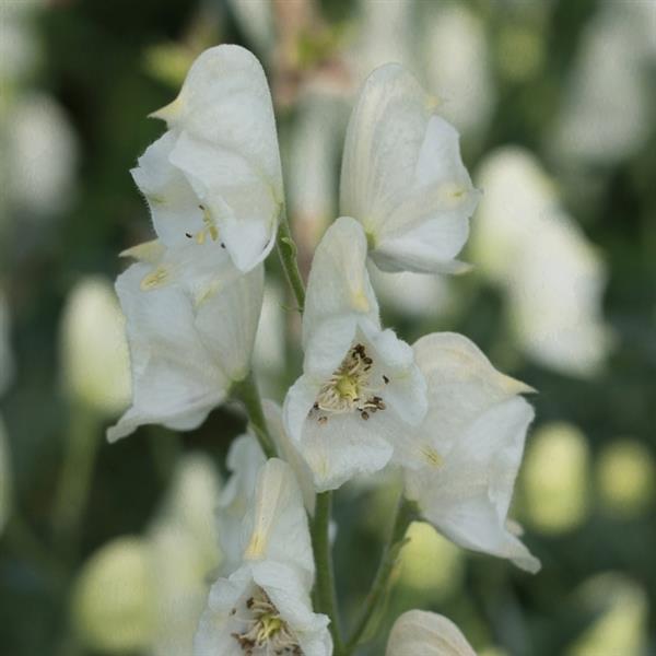 Aconitum napellus Album - Bloom