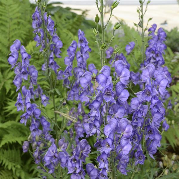 Aconitum fisheri Other Other - Bloom
