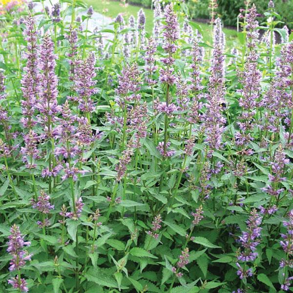 Agastache Purple Haze - Bloom