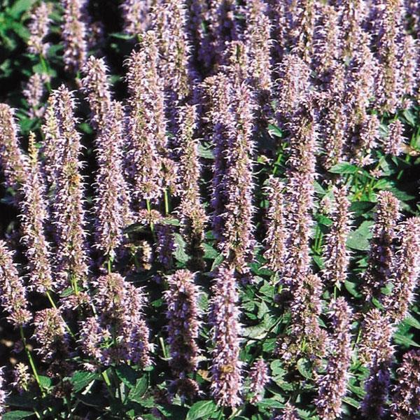 Agastache Other Blue Fortune - Bloom
