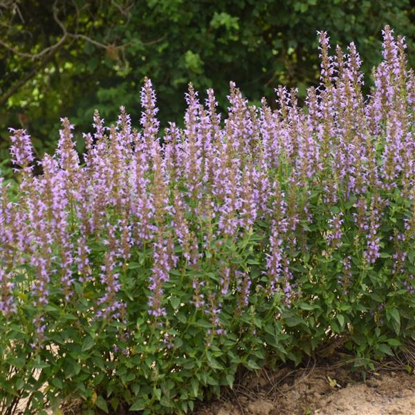 Agastache Other Blue Bayou - Landscape
