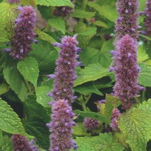 Agastache Other Golden Jubilee - Bloom
