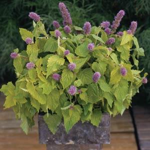 Agastache Other Golden Jubilee - Container