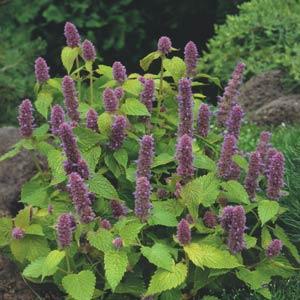 Agastache Other Golden Jubilee - Garden