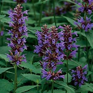 Agastache Other Black Adder - Bloom