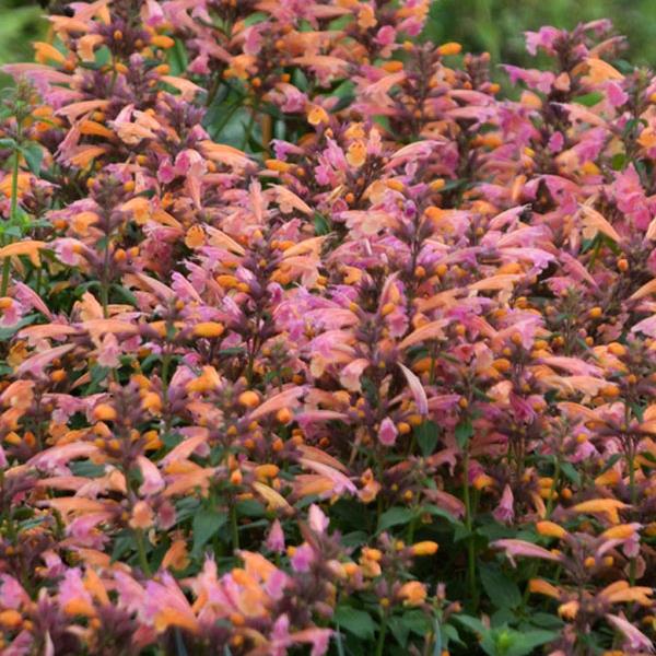 Agastache aurantiaca Other Mango Tango - Bloom