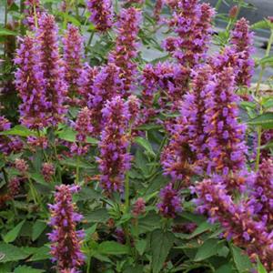 Agastache Other Blue Boa - Bloom