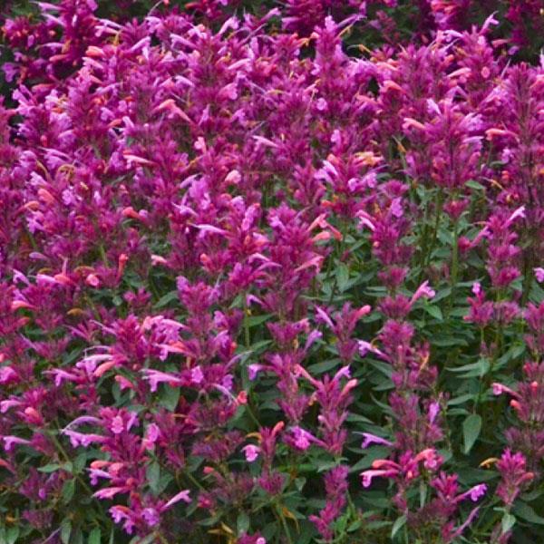 Agastache rupestris Rosie Posie - Bloom