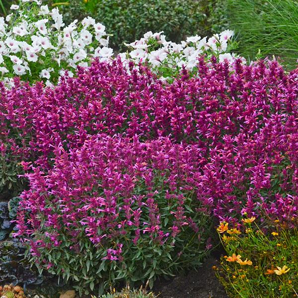 Agastache rupestris Other Rosie Posie - Landscape