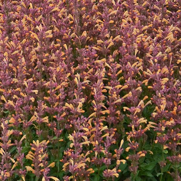 Agastache rupestris Other Peachie Keen - Bloom