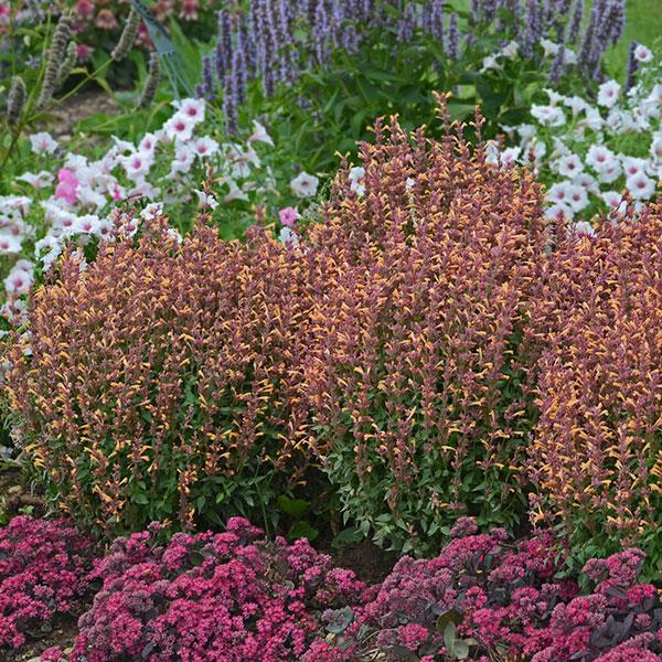 Agastache rupestris Other Peachie Keen - Landscape