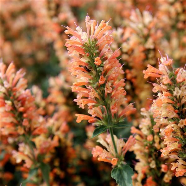 Agastache Peach Pearl - Bloom