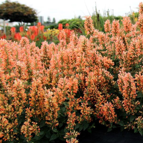 Agastache Other Peach Pearl - Garden