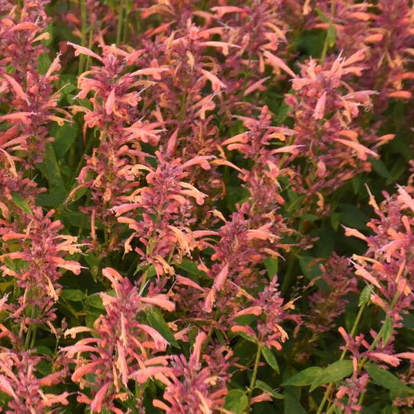 Agastache Guava Lava - Bloom