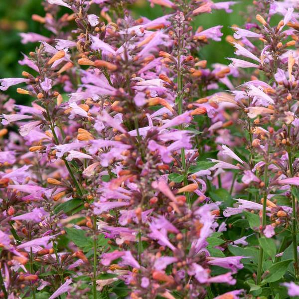 Agastache Pinky Pie - Bloom