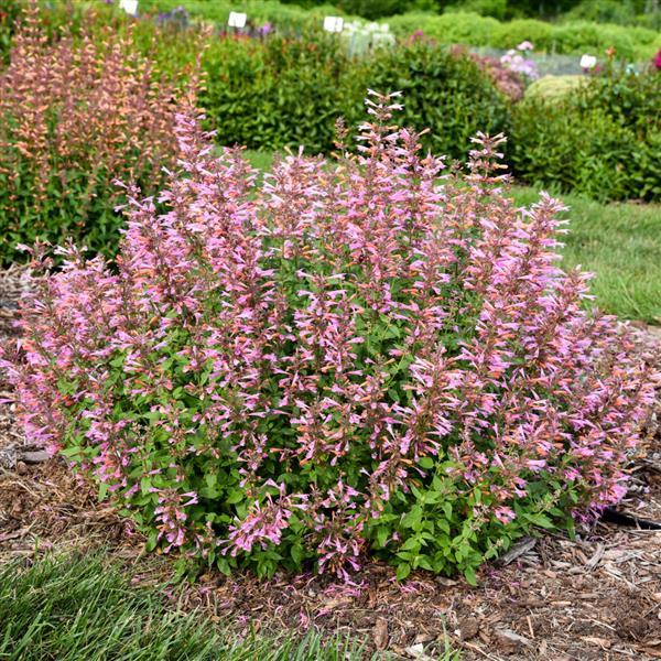 Agastache Other Pinky Pie - Garden