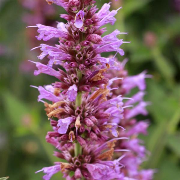 Agastache Prince’s Plume - Bloom