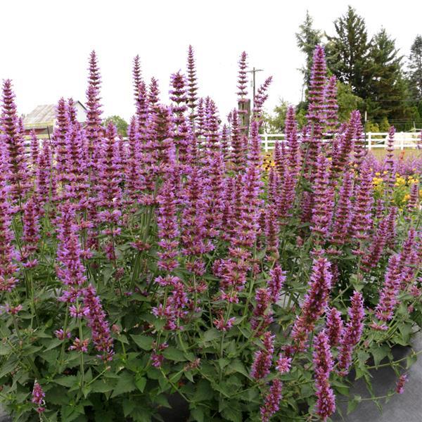 Agastache Other Prince’s Plume - Garden