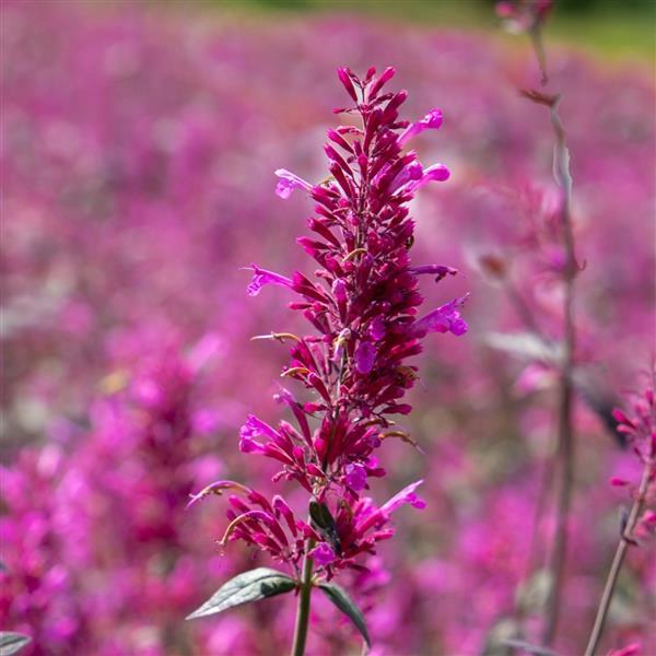 Agastache cana Other Zuni - Bloom