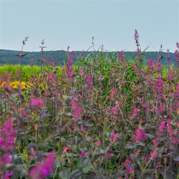 Agastache cana Other Zuni - Commercial Landscape 1