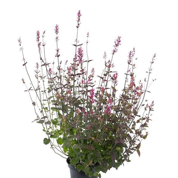Agastache cana Other Zuni - Container