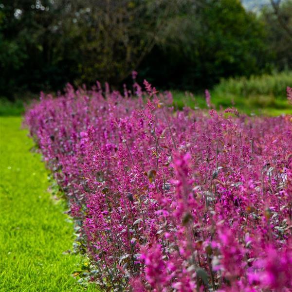 Agastache cana Other Zuni - Landscape