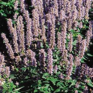 Agastache Fortune Blue - Bloom