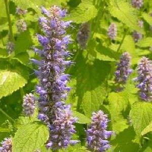 Agastache Honeybee Blue - Bloom